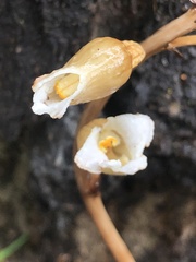 Gastrodia procera