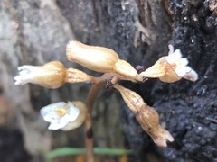 Gastrodia procera