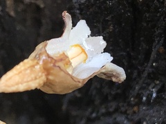 Gastrodia procera