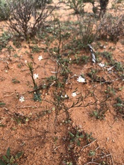 Podolepis capillaris