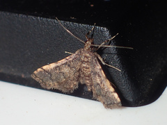 Nacoleia