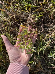 Myoporum parvifolium