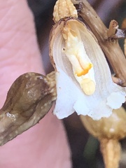 Gastrodia procera