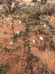 Podolepis capillaris