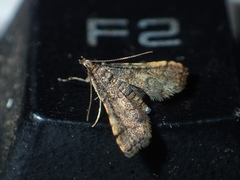 Nacoleia