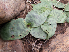 Ledebouria ovatifolia