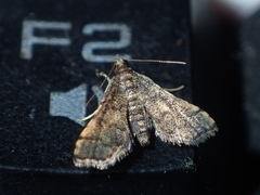 Nacoleia