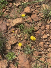 Felicia mossamedensis