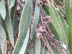Eucalyptus odorata