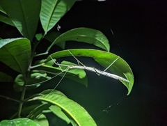 Sipyloidea larryi