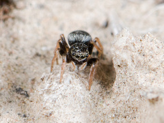 Chalcoscirtus karakurt