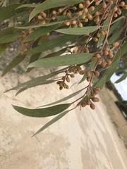 Eucalyptus odorata