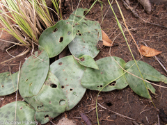 Ledebouria ovatifolia