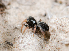 Chalcoscirtus karakurt