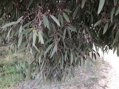 Eucalyptus odorata