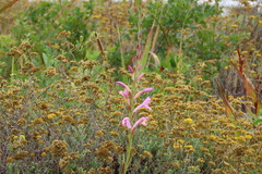 Watsonia knysnana