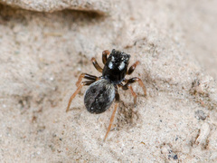 Chalcoscirtus karakurt