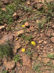 Felicia mossamedensis