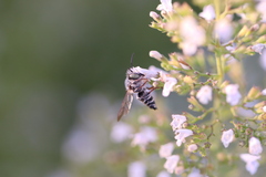 Coelioxys rufitarsis