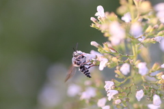Coelioxys rufitarsis