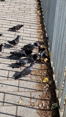 Columba livia domestica