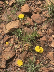 Felicia mossamedensis