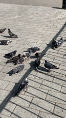 Columba livia domestica