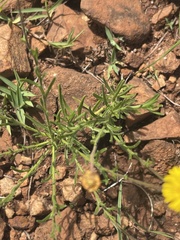 Felicia mossamedensis