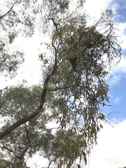 Amyema miquelii