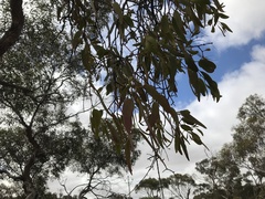 Amyema miquelii