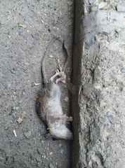 Rattus norvegicus
