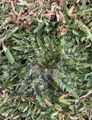 Plantago triandra