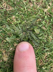 Plantago triandra