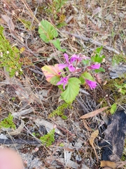 Pelargonium rodneyanum