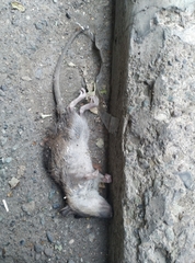 Rattus norvegicus
