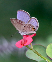 Luthrodes pandava
