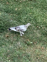 Columba livia domestica