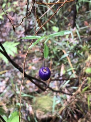 Billardiera macrantha