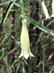 Billardiera macrantha
