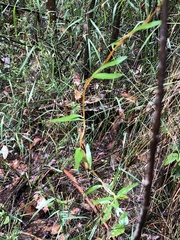 Billardiera macrantha