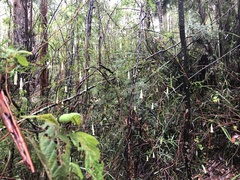 Billardiera macrantha