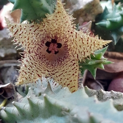 Huernia hystrix