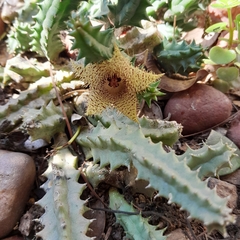 Huernia hystrix