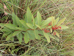 Searsia harveyi