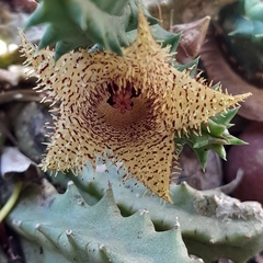 Huernia hystrix