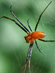 Nephila pilipes