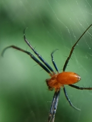 Nephila pilipes