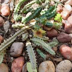 Huernia hystrix