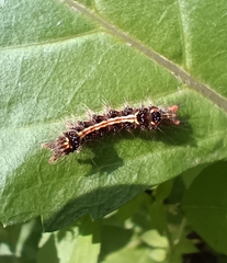 Orvasca subnotata