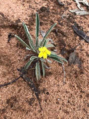 Goodenia willisiana